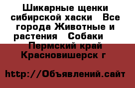 Шикарные щенки сибирской хаски - Все города Животные и растения » Собаки   . Пермский край,Красновишерск г.